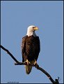 _0SB9053 american bald eagle